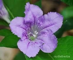 Ruellia strepens flower2.jpg